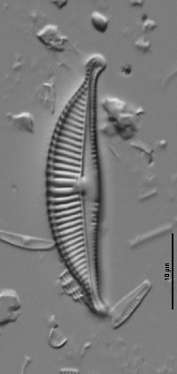 Image of Halamphora cymbifera