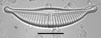 Image of Halamphora acutiuscula