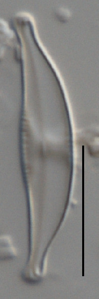 Image of Halamphora submontana