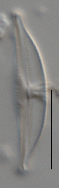 Halamphora submontana image