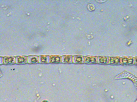 Hyalotheca dissiliens image