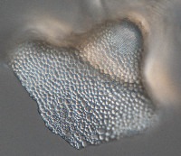 Image of Hydrosera whampoensis