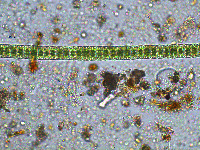Hyalotheca dissiliens image