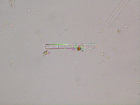 Image of Lagynion ampullaceum