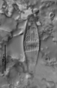 Image of Luticola acidoclinata