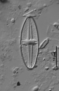 Image of Luticola permuticoides