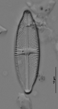 Luticola pseudopeguana image