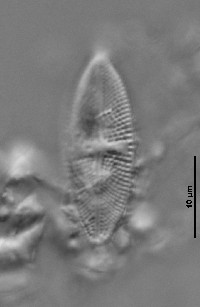 Luticola pseudopeguana image