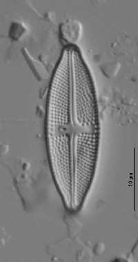 Luticola pseudopeguana image