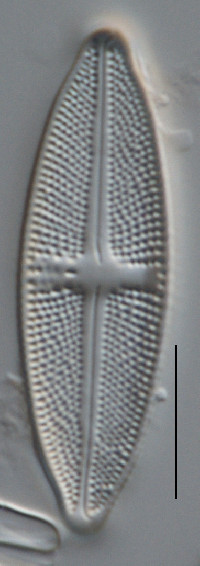 Luticola goeppertiana image