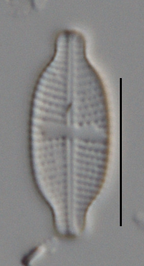 Luticola muticopsis image