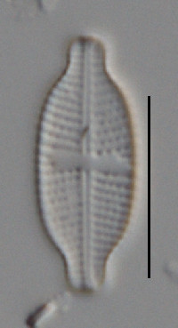 Image of Luticola muticopsis