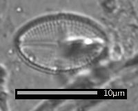 Luticola saxophila image