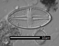 Luticola saxophila image