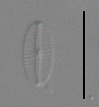 Image of Mayamaea permitis