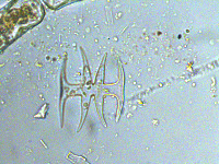 Micrasterias arcuata var. gracilis image