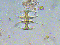 Micrasterias arcuata var. gracilis image