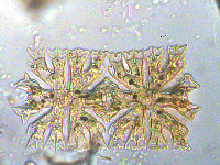 Image of Micrasterias foliacea