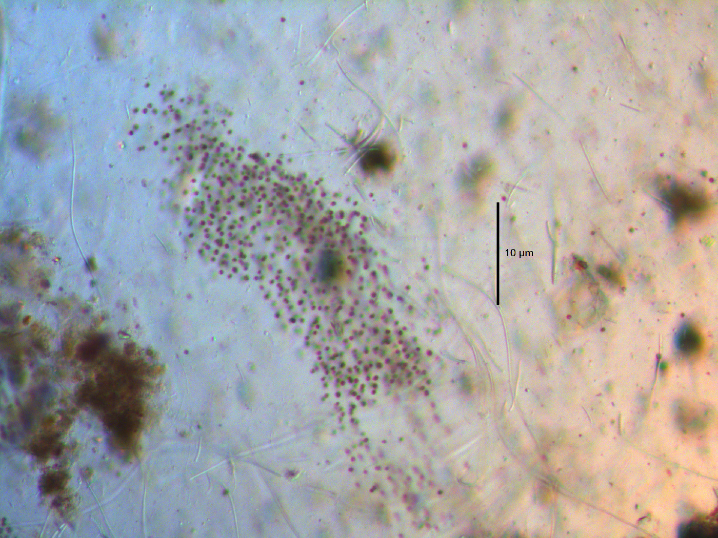 Microcystis image