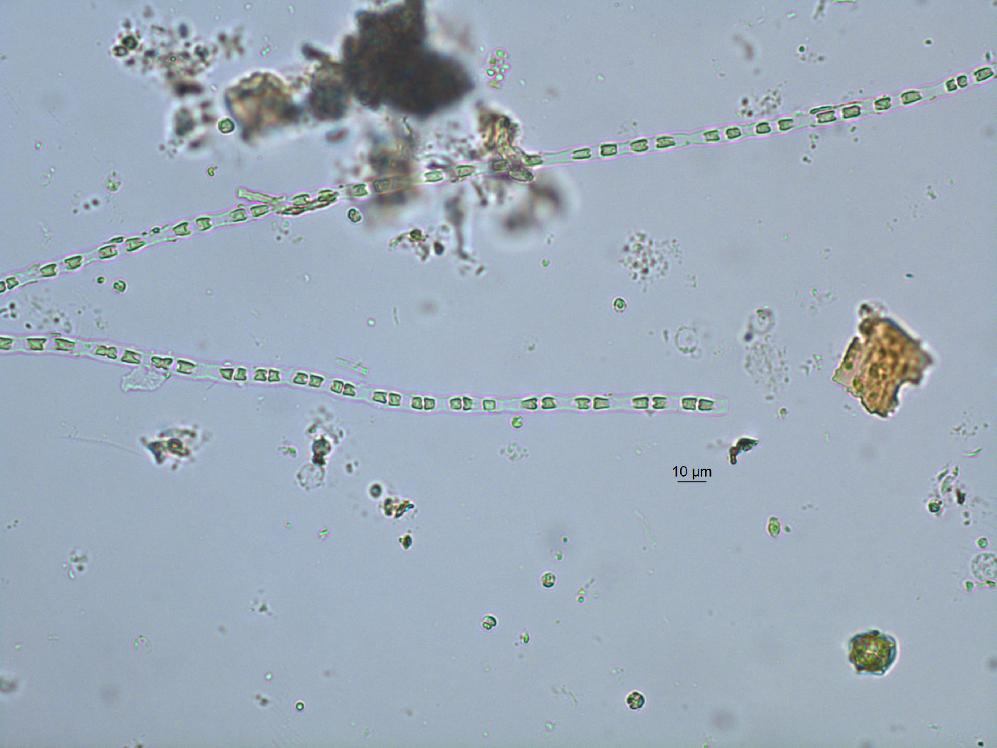 Microsporaceae image