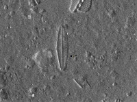 Navicula tenelloides image