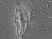 Cymbella neocistula image