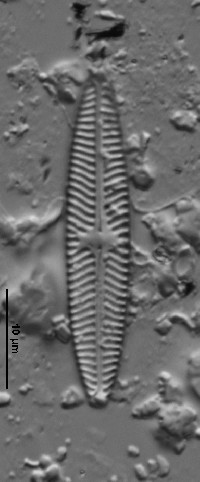 Navicula angusta image