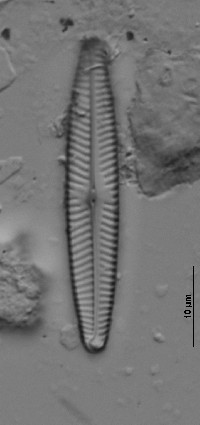 Navicula angusta image