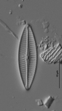 Navicula antonii image
