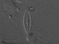 Navicula antonii image