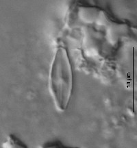 Navicula arvensis image