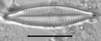 Navicula canalis image