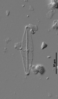 Navicula canalis image