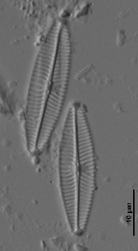 Image of Navicula lanceolata