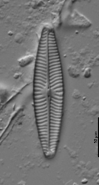 Navicula lanceolata image