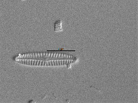 Navicula cincta image