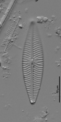 Navicula concentrica image