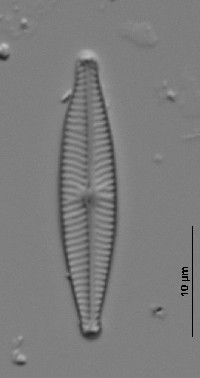 Navicula cryptocephala image