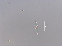 Image of Navicula cryptocephaloides