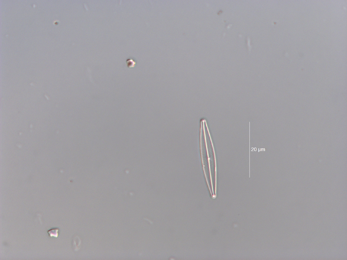 Navicula cryptocephaloides image