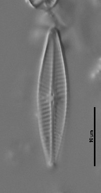 Navicula cryptotenella image