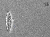 Navicula cryptotenella image