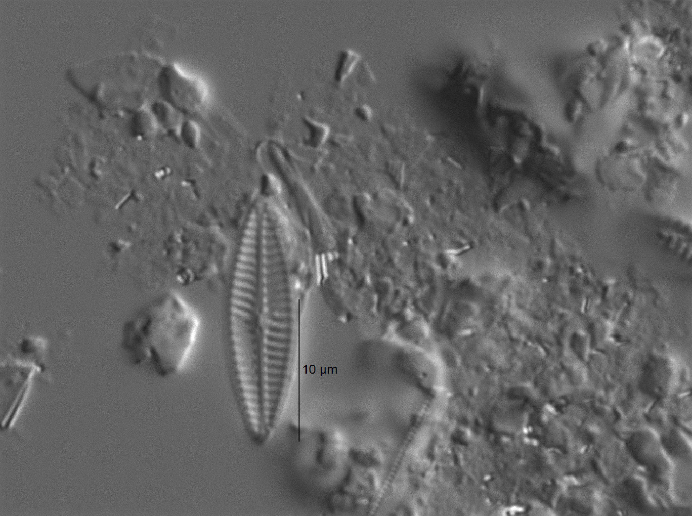 Navicula cryptotenelloides image