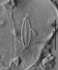 Navicula difficillima image