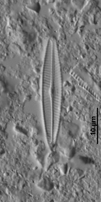 Navicula erifuga image