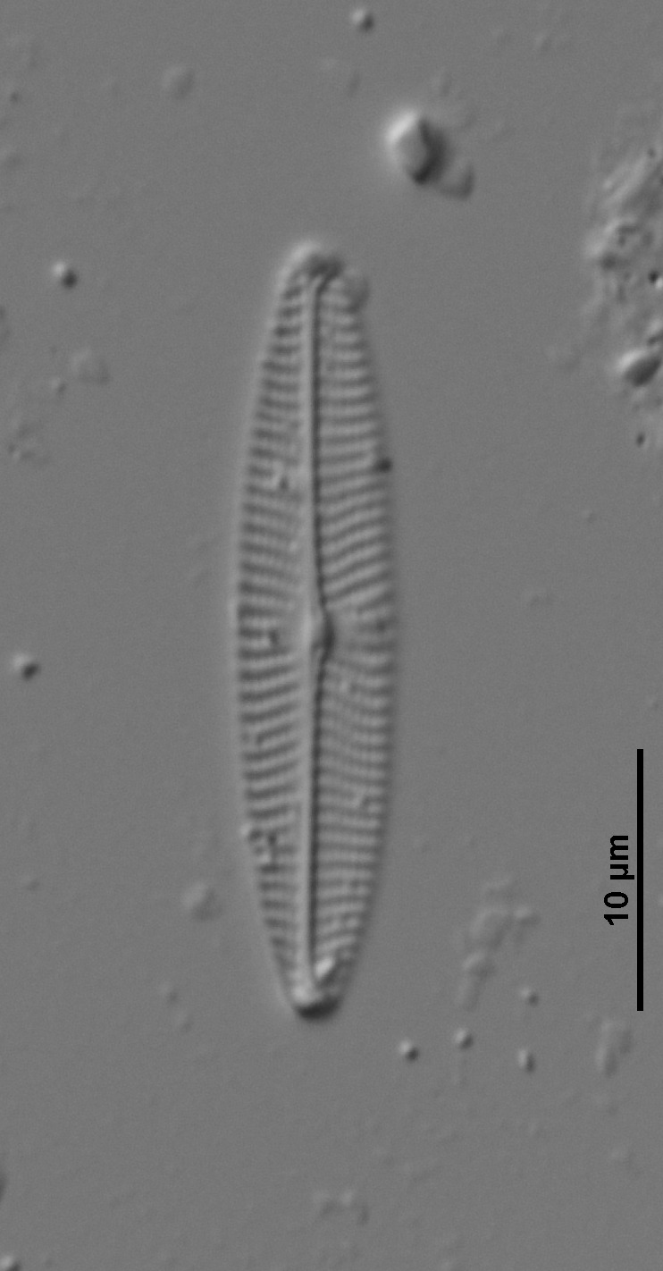 Navicula erifuga image