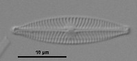 Navicula exilis image