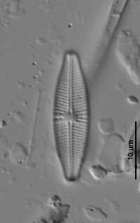 Image of Navicula genovefae