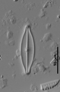 Navicula gregaria image