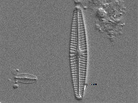 Navicula libonensis image